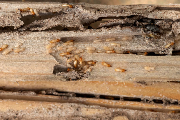 Best Pest Prevention Services  in Atkinson, IL